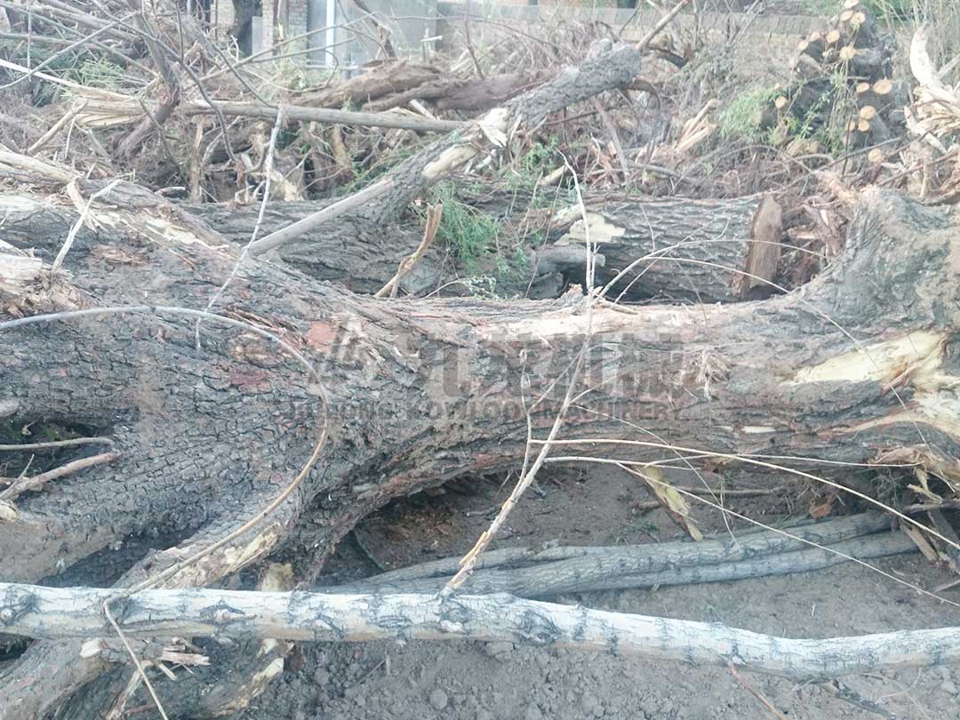 樹(shù)根破碎機